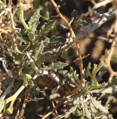 Osteospermum sinuatum