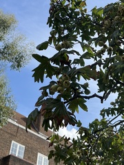 Eriolobus trilobatus