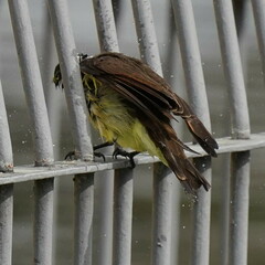 Pitangus sulphuratus