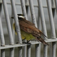 Pitangus sulphuratus