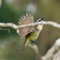 Pitangus sulphuratus