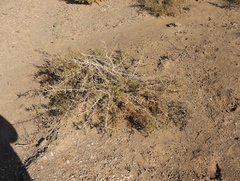 Monechma spartioides