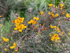 Pultenaea gunnii