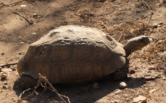 Stigmochelys pardalis
