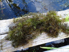 Ceratophyllum submersum