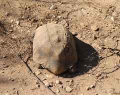 Stigmochelys pardalis