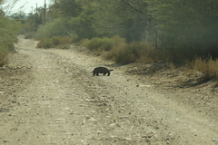 Stigmochelys pardalis