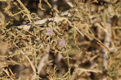 Monechma spartioides