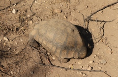 Stigmochelys pardalis