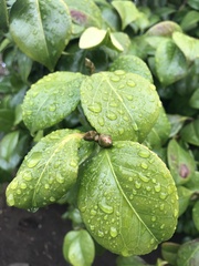 Camellia japonica