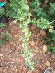 Amaranthus viridis