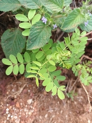 Senna obtusifolia