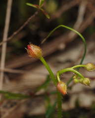 Drosera glanduligera