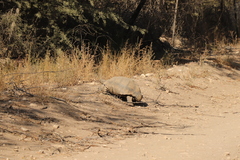Stigmochelys pardalis