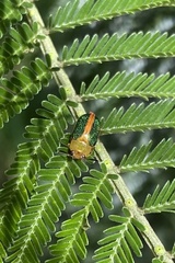 Chrysomeloidea