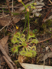 Drosera glanduligera