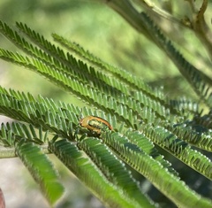 Chrysomeloidea