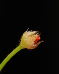 Drosera glanduligera