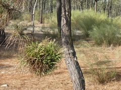 Phytoplasma pini