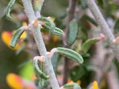 Pultenaea gunnii