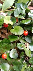 Geophila repens