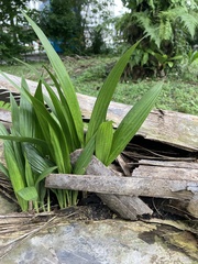 Molineria capitulata