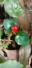 Geophila repens