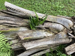 Molineria capitulata