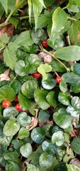 Geophila repens