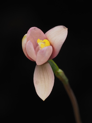 Thelymitra carnea