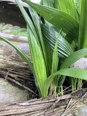 Molineria capitulata