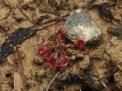 Drosera pygmaea