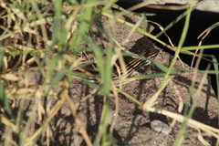 Aspidoscelis exsanguis