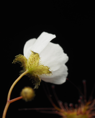 Drosera peltata