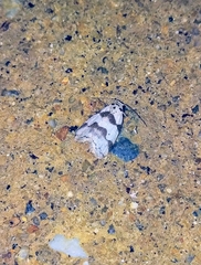 Eugoa minora