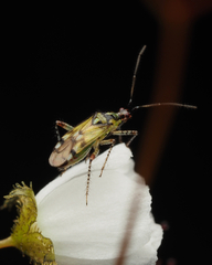 Setocoris