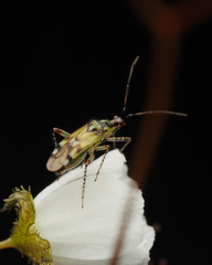 Setocoris