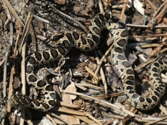 Hemorrhois hippocrepis