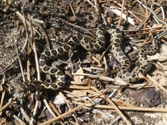 Hemorrhois hippocrepis