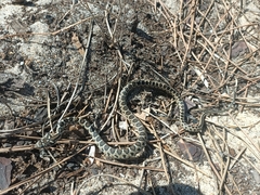 Hemorrhois hippocrepis