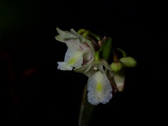 Dendrobium