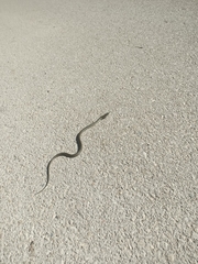 Hemorrhois hippocrepis