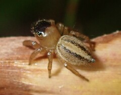 Maratus scutulatus