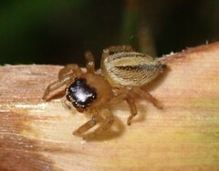 Maratus scutulatus