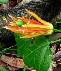 Passiflora herbertiana herbertiana