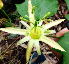 Passiflora herbertiana herbertiana