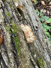 Ductifera pululahuana