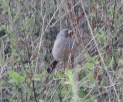 Spizella atrogularis