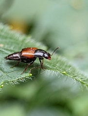 Tachinus fimbriatus