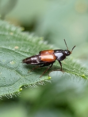 Tachinus fimbriatus